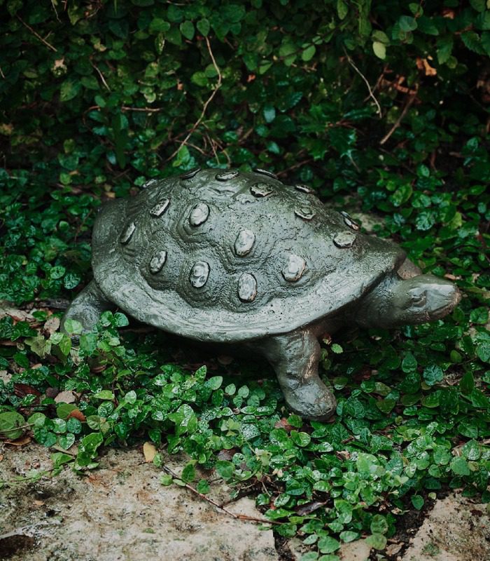 Tortuga